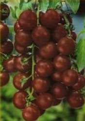 Black Cherry