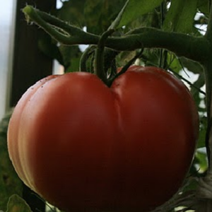 Polfast