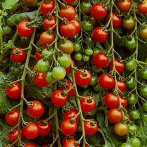 Red Cherry