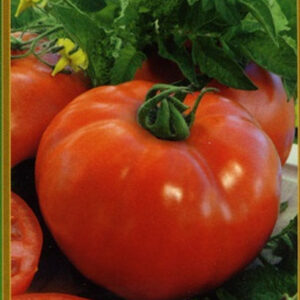 Super Marmande