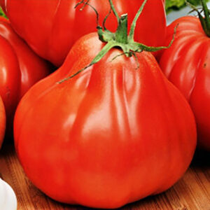 Red Pear