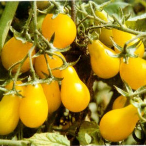 Yellow Pearshaped