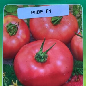 Piibe